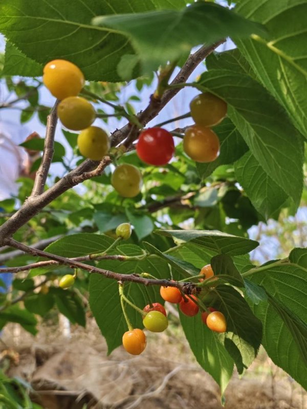 广盛网  “樱”你而益|2025年度崂山区低保家庭樱桃树公益认领活动火热进行中